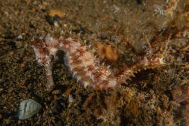 Filipinler Denizi 'ndeki Deniz Atı