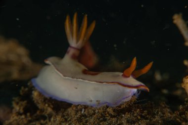 Filipinler, Anilao 'da Denizde Çıplaklar Denizi sümüklüböceği