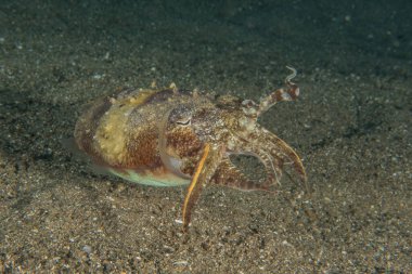 Yayın balığı İsrail 'de bir gölde yüzer ve talaş alır.