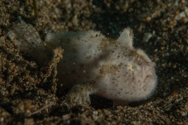 Filipinler Denizi 'nde balıklar yüzer.