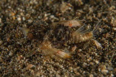 Filipinler Denizi 'nde balıklar yüzer.