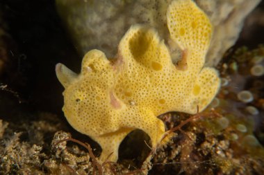 Filipinler, Anilao 'da Denizde Çıplaklar Denizi sümüklüböceği