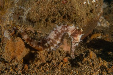 Filipinler Denizi 'ndeki Deniz Atı