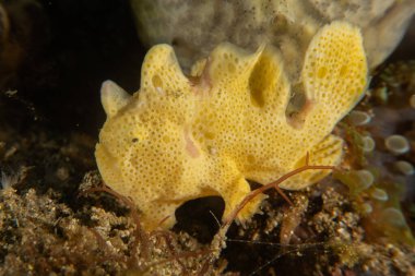 Filipinler, Anilao 'da Denizde Çıplaklar Denizi sümüklüböceği