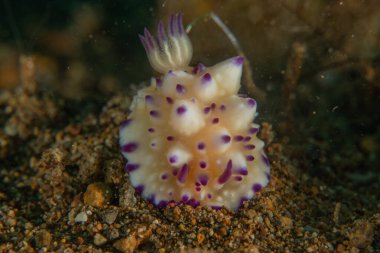 Filipinler, Anilao 'da Denizde Çıplaklar Denizi sümüklüböceği