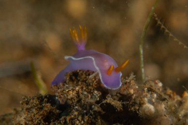 Filipinler, Anilao 'da Denizde Çıplaklar Denizi sümüklüböceği