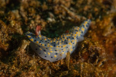 Filipinler, Anilao 'da Denizde Çıplaklar Denizi sümüklüböceği