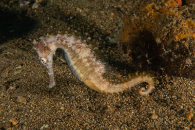 Filipinler Denizi 'ndeki Deniz Atı