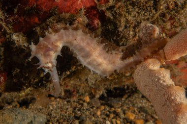 Filipinler Denizi 'ndeki Deniz Atı