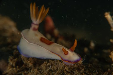 Filipinler, Anilao 'da Denizde Çıplaklar Denizi sümüklüböceği