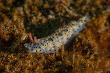 Filipinler, Anilao 'da Denizde Çıplaklar Denizi sümüklüböceği