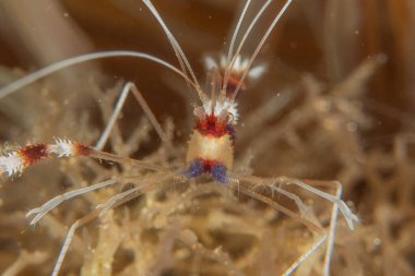 Filipinler Denizi 'nde şeritli mercan karidesi Stenopus Hispidus