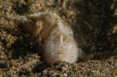 Filipinler Denizi 'nde balıklar yüzer.