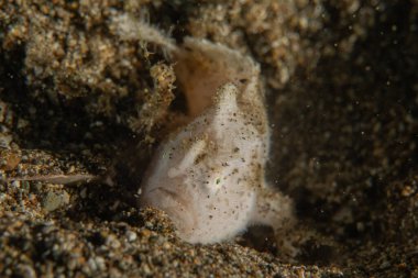 Filipinler Denizi 'nde balıklar yüzer.