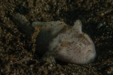 Filipinler Denizi 'nde balıklar yüzer.