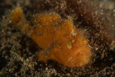 Filipinler Denizi 'nde balıklar yüzer.