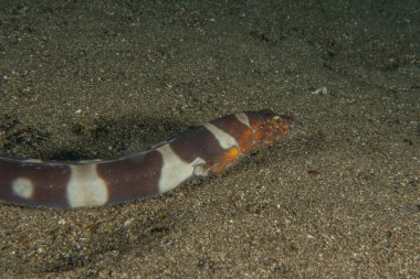 Moray eel Mooray lycodontis Filipinler Denizi 'nde dalgalanma