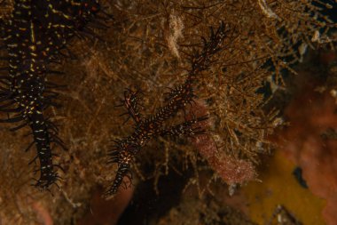 Hayalet balıklar Filipinler Denizi 'nde yüzerler.