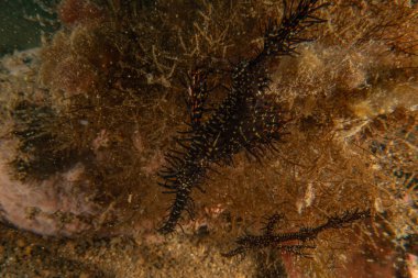 Hayalet balıklar Filipinler Denizi 'nde yüzerler.