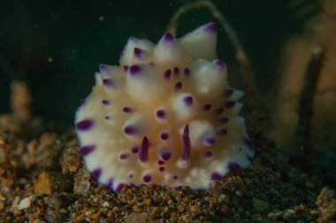 Filipinler, Anilao 'da Denizde Çıplaklar Denizi sümüklüböceği