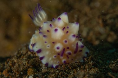 Filipinler, Anilao 'da Denizde Çıplaklar Denizi sümüklüböceği