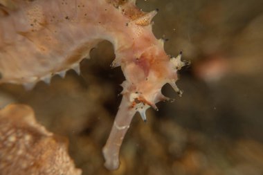 Filipinler Denizi 'ndeki Deniz Atı