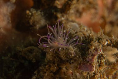 Filipinler, Anilao 'da Denizde Çıplaklar Denizi sümüklüböceği