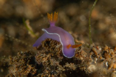 Filipinler, Anilao 'da Denizde Çıplaklar Denizi sümüklüböceği