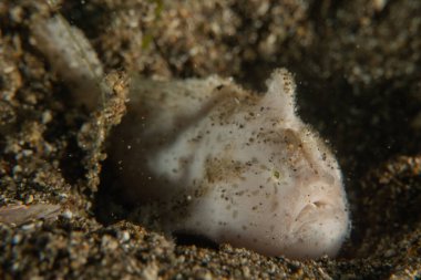 Filipinler Denizi 'nde balıklar yüzer.