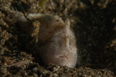 Filipinler Denizi 'nde balıklar yüzer.