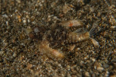 Filipinler Denizi 'nde balıklar yüzer.