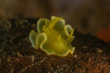 Filipinler, Anilao 'da Denizde Çıplaklar Denizi sümüklüböceği