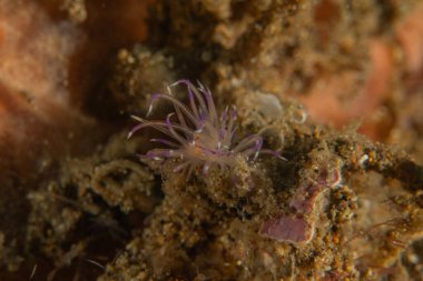 Filipinler, Anilao 'da Denizde Çıplaklar Denizi sümüklüböceği