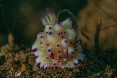 Filipinler, Anilao 'da Denizde Çıplaklar Denizi sümüklüböceği