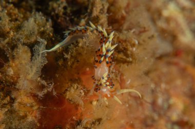 Filipinler, Anilao 'da Denizde Çıplaklar Denizi sümüklüböceği