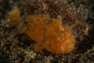 Filipinler Denizi 'nde balıklar yüzer.