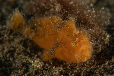 Filipinler Denizi 'nde balıklar yüzer.