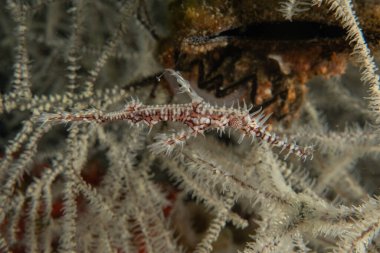 Hayalet balıklar Filipinler Denizi 'nde yüzerler.