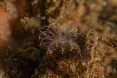 Filipinler denizindeki mercan resifi ve su bitkileri