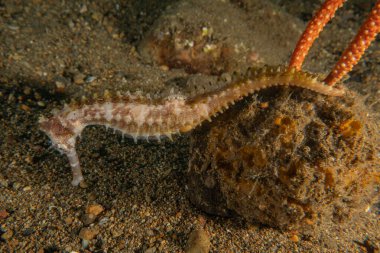 Filipinler Denizi 'ndeki Deniz Atı