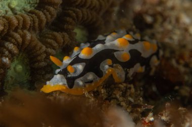 Filipinler, Anilao 'da Denizde Çıplaklar Denizi sümüklüböceği