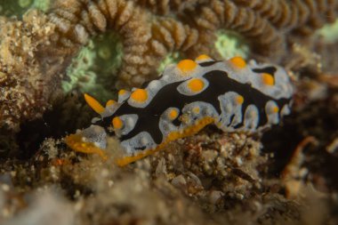 Filipinler, Anilao 'da Denizde Çıplaklar Denizi sümüklüböceği