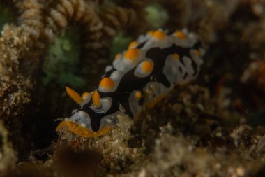 Filipinler, Anilao 'da Denizde Çıplaklar Denizi sümüklüböceği