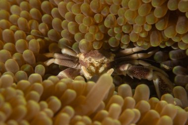 Filipinler Denizi 'ndeki Yengeç