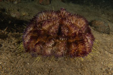 Filipinler Denizi 'nde Keşiş Yengeci