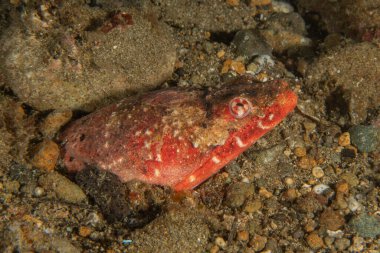 Filipinler Denizi 'nde balıklar yüzer.