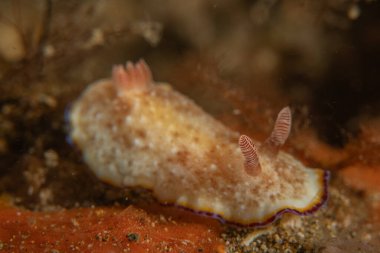 Filipinler, Anilao 'da Denizde Çıplaklar Denizi sümüklüböceği