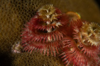 Filipinler denizindeki mercan resifi ve su bitkileri