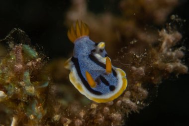 Filipinler, Anilao 'da Denizde Çıplaklar Denizi sümüklüböceği