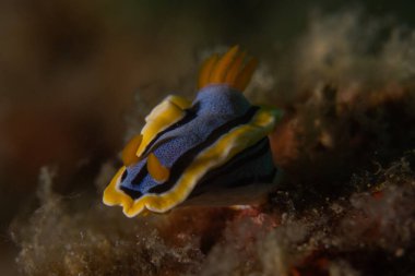 Filipinler, Anilao 'da Denizde Çıplaklar Denizi sümüklüböceği